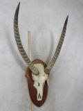 Waterbuck Euro Mt on Plaque TAXIDERMY