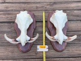 2, Awesome looking Taxidermy African Wart Hog - Repro. Skulls, with REAL TUSK- BIG, App. 20 inches