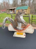 Grey Squirrel in a Canoe NEW Taxidermy, 12 inches long X 10 inches tall, Great hunting or log cabin