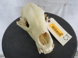 Alaskan Brown Bear Skull TAXIDERMY