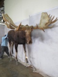 Lifesize Moose *No Stand* Reproduction Antlers* TAXIDERMY