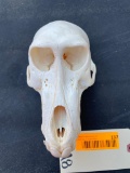 Very Nice Female Baboon Skull, - all teeth, & about 7 1/2