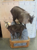 Lifesize Chamois and Tahr on Base TAXIDERMY