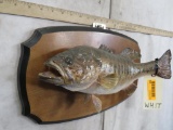 Fish Mt on Plaque TAXIDERMY