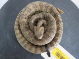 Coiled Rattlesnake TAXIDERMY