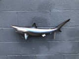 Beautiful, New-in-box Repro. Sand Shark 27 inches long, Great, Fish, Taxidermy