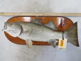 Striped Bass Fish Mt on Plaque TAXIDERMY