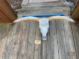 Huge Texas LONGHORN Steer Skull/Horns, with all teeth, app. 56 inches wide at horn tips, Great weste