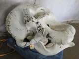 Super Cool Complete Elephant Skull *TX RESIDENTS ONLY* TAXIDERMY