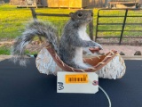 Grey Squirrel in a Canoe, New Taxidermy, Great, Ranch or log cabin decor 12 inches long X 10 inches