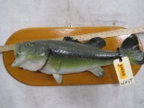 Bass Fish Mt on Plaque TAXIDERMY
