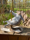 Pole dancing squirrel, New Taxidermy, 12 1/2 inches tall, about 10 inches wide