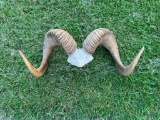 Set of Repro. Dall Sheep horns, 36 1/2 inches long, X a 23 inch spread, with 12 inch bases, great fo