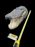 HUGE Alligator Head Taxidermy mount, open mouth, 23 inches long X 11 inches wide, Very nice mouth fu