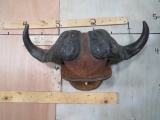 Cape Buffalo Horns on Plaque TAXIDERMY