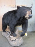Lifesize Black Bear on Base TAXIDERMY