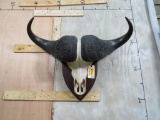 Cape Buffalo Skull on Plaque 40