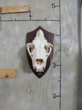 Lion Skull on Plaque *TX RESIDENTS ONLY* TAXIDERMY