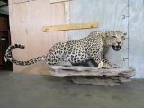 Amazing Lifesize African Leopard on Base (TX RESIDENTS ONLY) TAXIDERMY