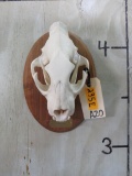Leopard Skull *TX RESIDENTS ONLY* TAXIDERMY