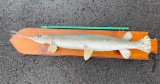 RARELY seen, Long Nose Gar Real skin Taxidermy mount ! Fish is 53 inches long, on wood display. 60 i