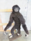 Super Rare Lifesize Gibbons Monkey *TX RESIDENTS ONLY* TAXIDERMY