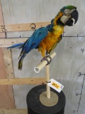 Beautiful Macaw on Perch TAXIDERMY ODDITY