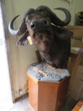 XL Cape Buffalo Pedestal TAXIDERMY