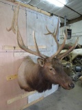 Really Nice XL Elk Sh Mt TAXIDERMY