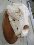 Alaskan Brown Bear Skull TAXIDERMY