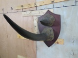 Reproduction Rhino Horns on Plaque TAXIDERMY