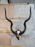 Kudu Horns on Plaque TAXIDERMY