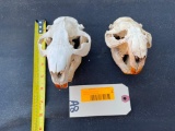 2 XX lg - Lg. Beaver skulls, GREAT oddity Taxidermy, 5 1/2 X 4 inches and 5 X 3 1/2 inches = 2 X $
