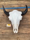 Huge Old, American Buffalo, or Bison, EXCELLENT Skull- BIG horns, NO HOLE & All teeth. 24 inches wid