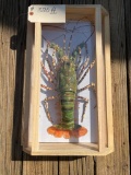 Lobster in a display case, very pretty colors .. 20 1/2 inches long X 12 1/2 inches wide. Nautical T