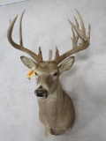 XL Really Nice Whitetail Sh Mt TAXIDERMY