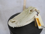 XL Alligator Skull TAXIDERMY