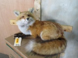 Very Nice Lifesize Red Fox TAXIDERMY