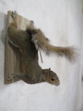 Lifesize Hanging Squirrel TAXIDERMY