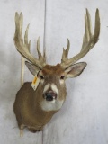 XL Really Nice Whitetail Sh Mt TAXIDERMY