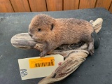 CUTE, Little Baby Beaver laying on a piece of driftwood ! 12 inches long x 7 inches wide & 6 inches