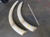 Reproduction Elephant Tusks TAXIDERMY