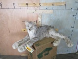 Lifesize Laying Lynx Cat TAXIDERMY
