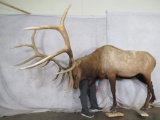 Lifesize Fighting Elk Bull *Reproduction Antlers* TAXIDERMY