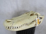 Alligator Skull *has some repairs* TAXIDERMY
