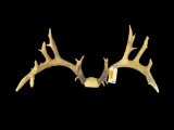 HUGE set of Repro. Whitetail Deer Antlers.. 28 1/2 inch Spread, a 14 X 12 = 26 points, Heavy Antlers