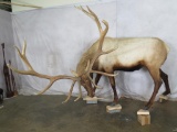 Lifesize Fighting Elk Bull *Reproduction Antlers* TAXIDERMY