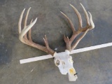 13Pt Uncommon Whitetail Skull TAXIDERMY
