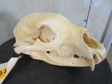 Black Bear Skull TAXIDERMY