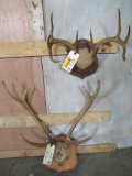 Mounted Axis & Whitetail Antlers on Plaques (2x$) TAXIDERMY